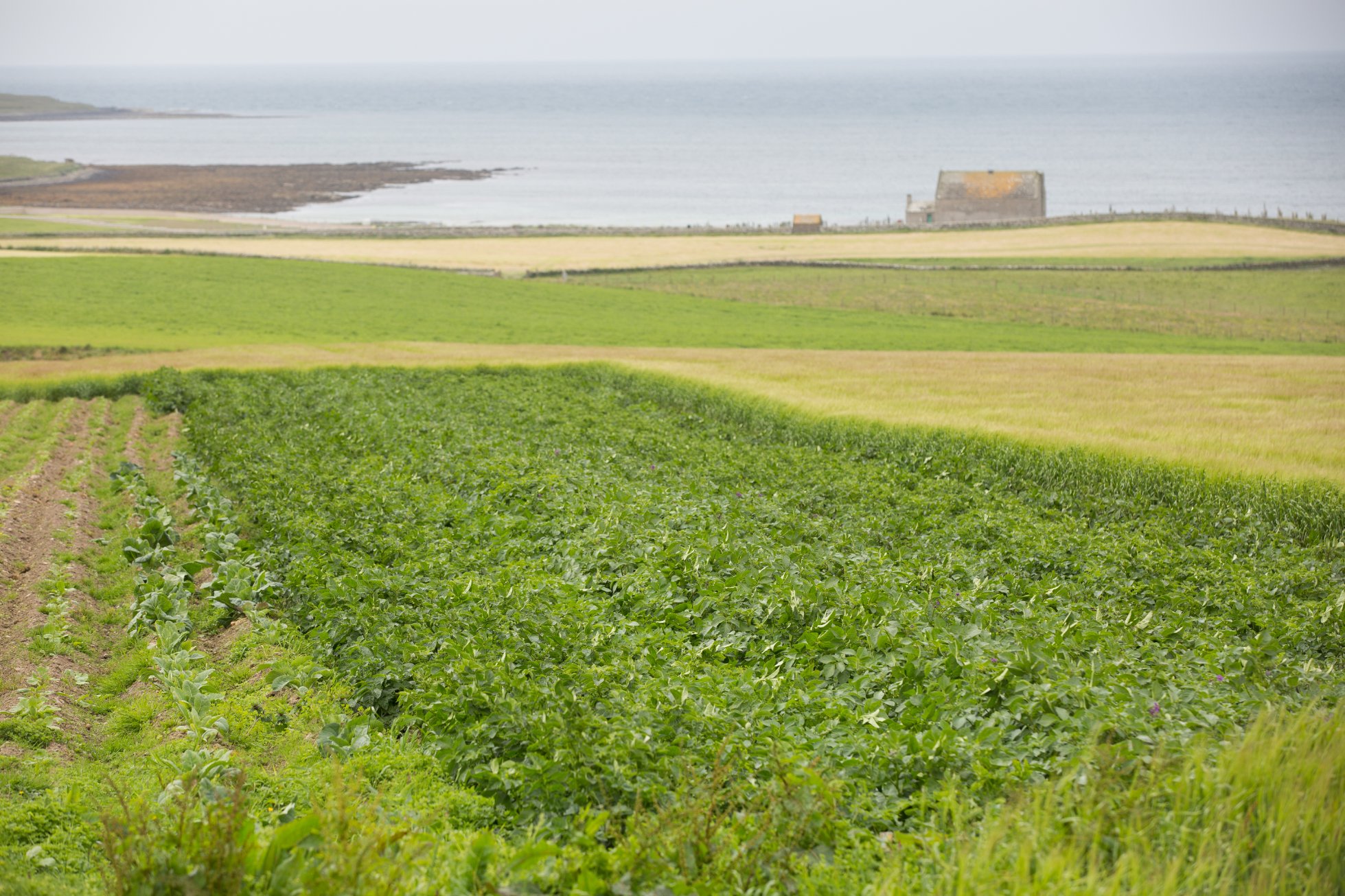 New tatties growing in Orkney's east mainland