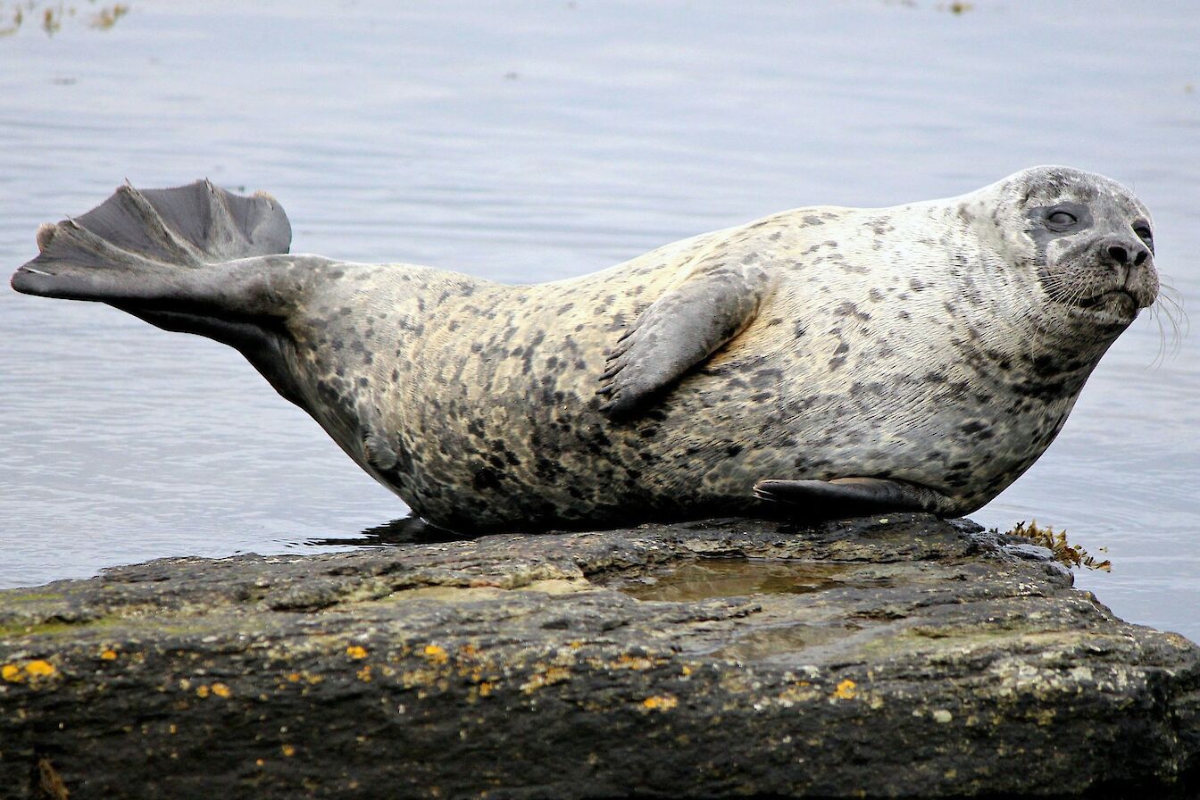 Seal at Broughton in Westray - image by Carol Leslie