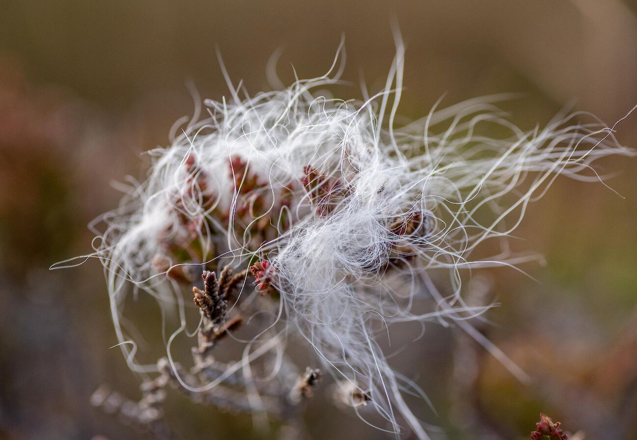 Mountain hare fur in Hoy - image by Raymond Besant