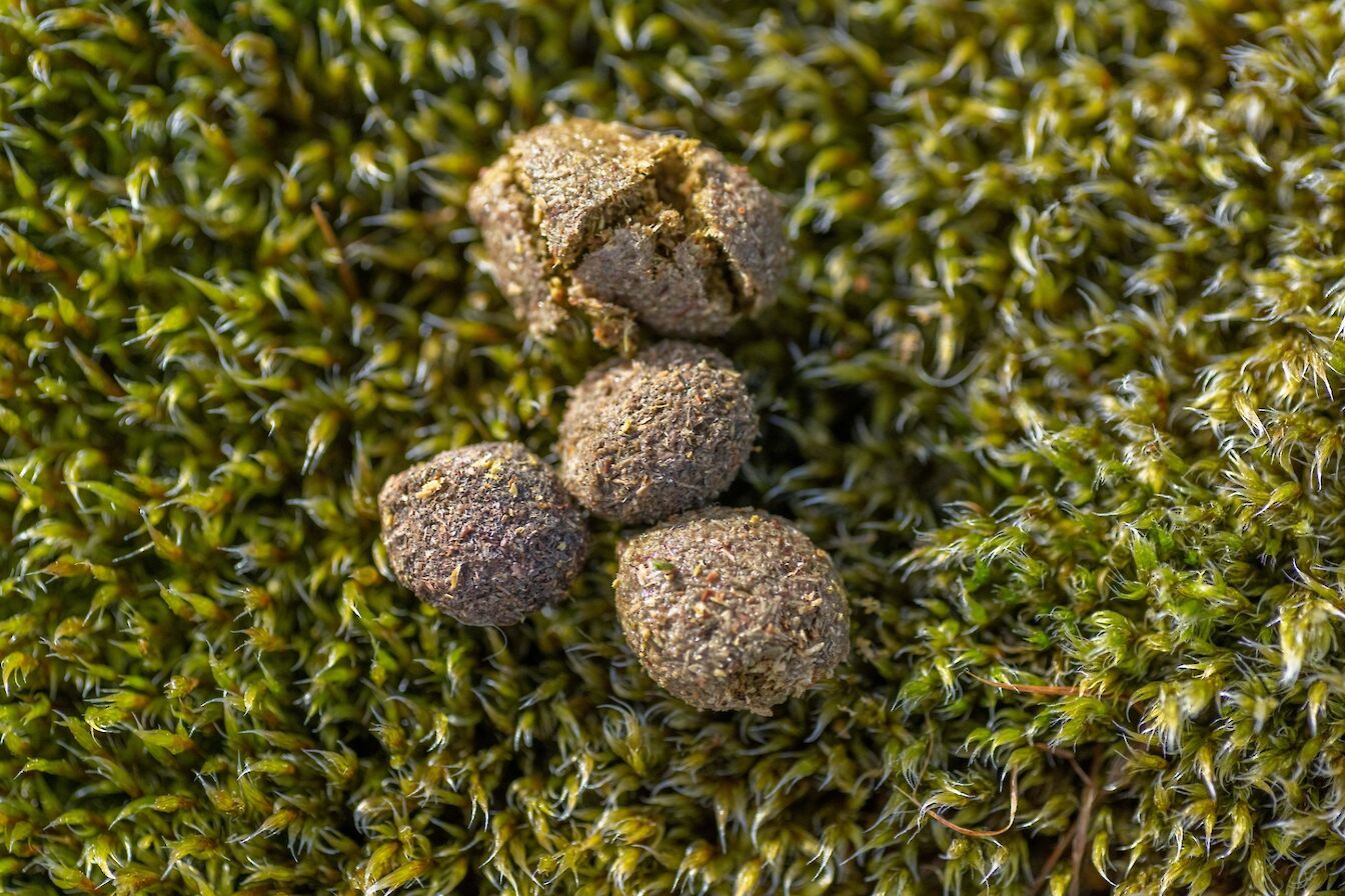 Mountain hare poo - image by Raymond Besant