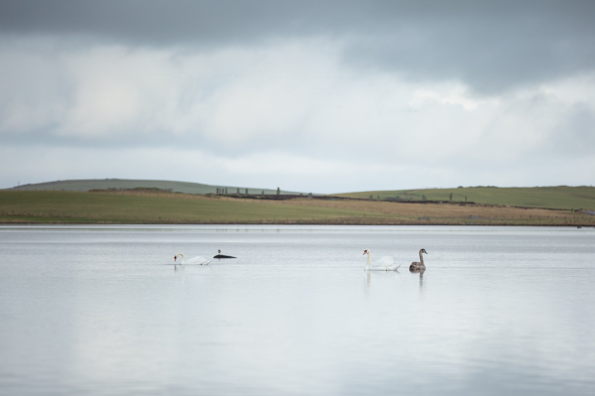 Swans in the Stenness Loch, with the Ring of Brodgar in the distance