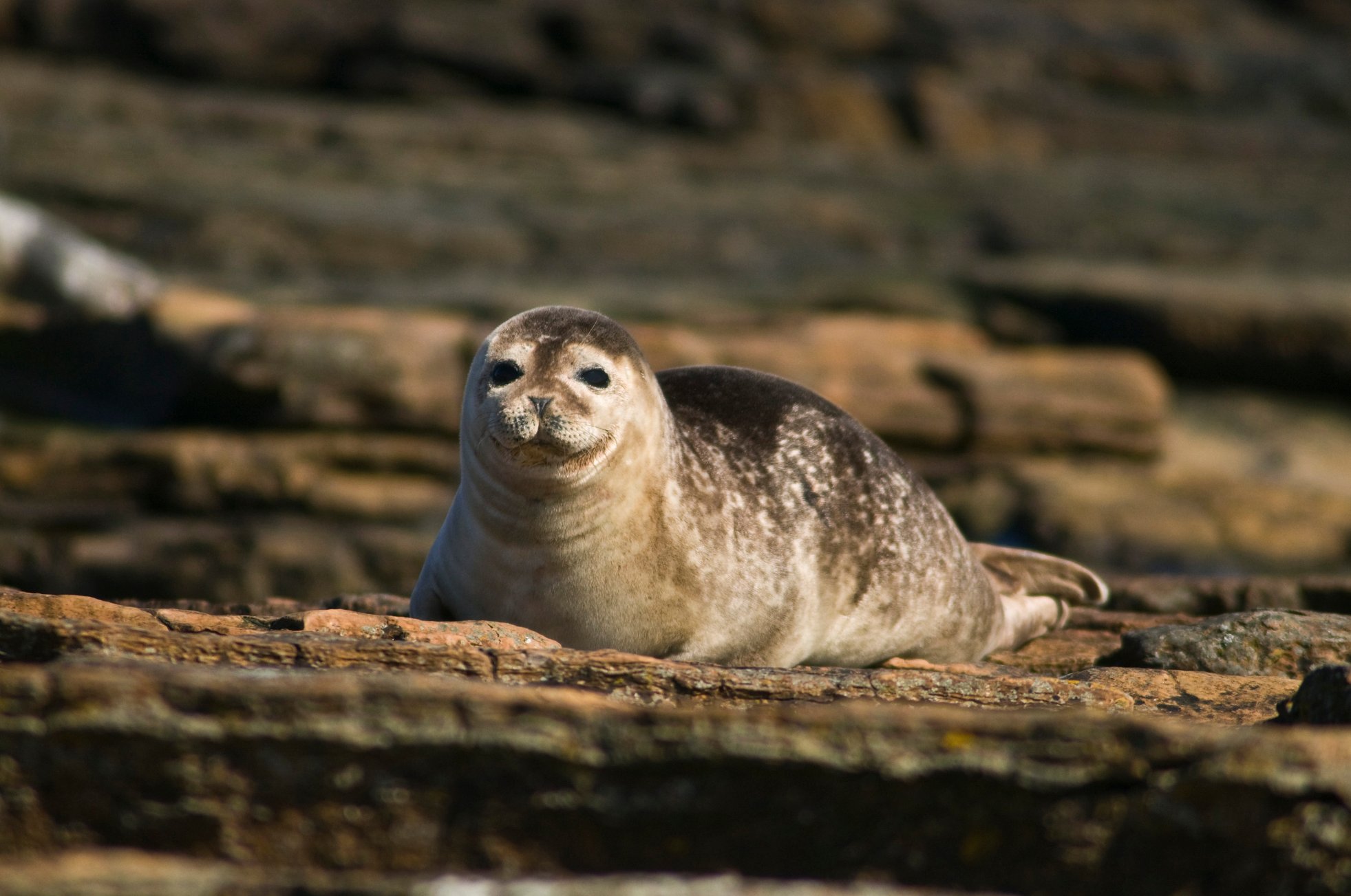 Seal in Orkney - image by Doug Houghton
