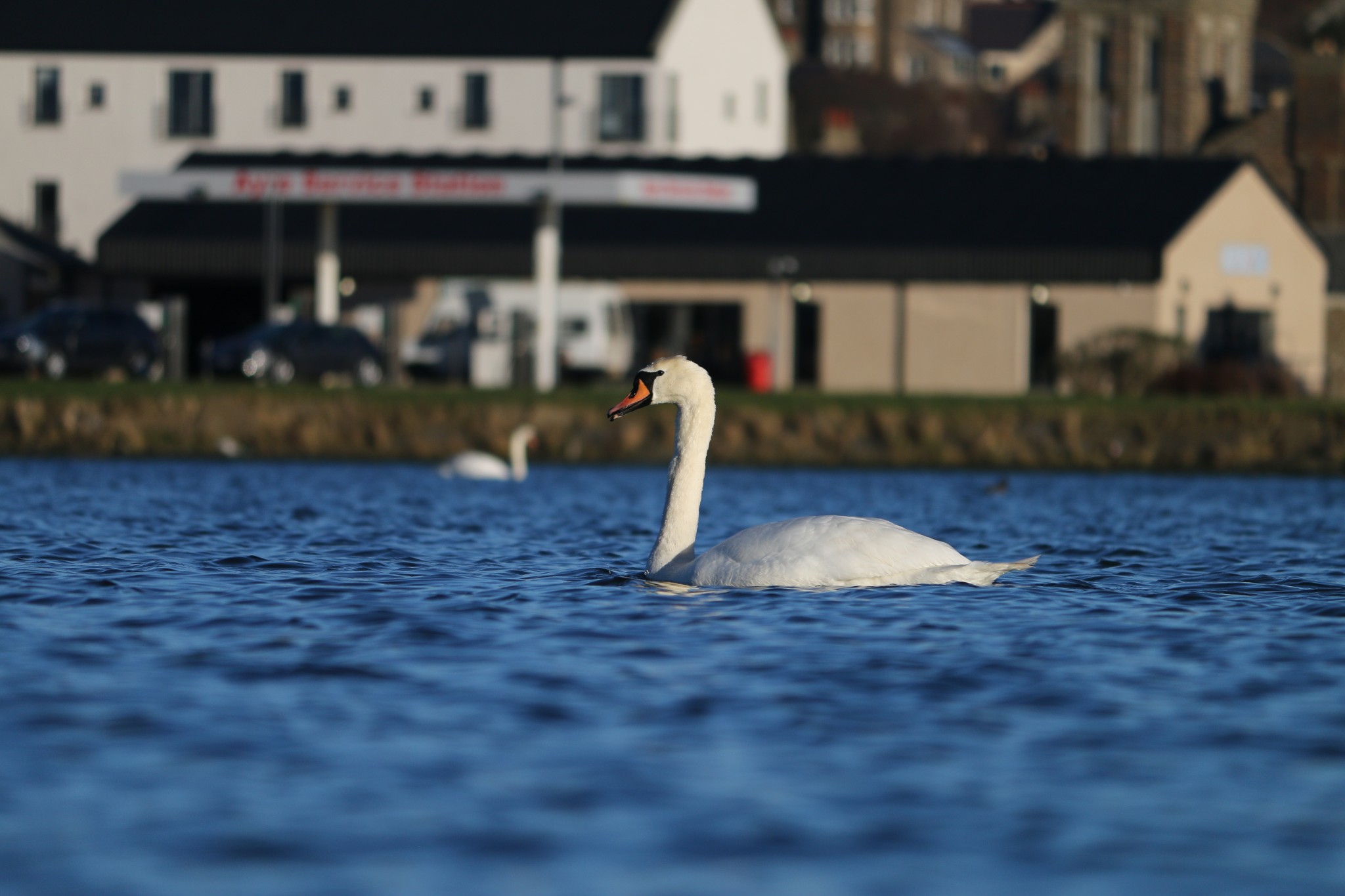 Swans in the Peedie Sea, Kirkwall