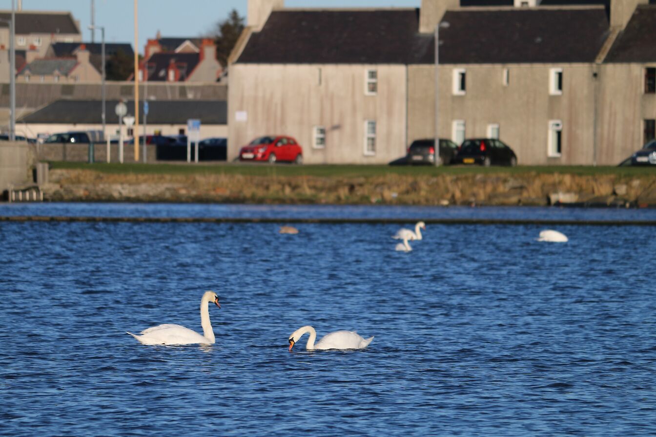 Swans in the Peedie Sea, Kirkwall