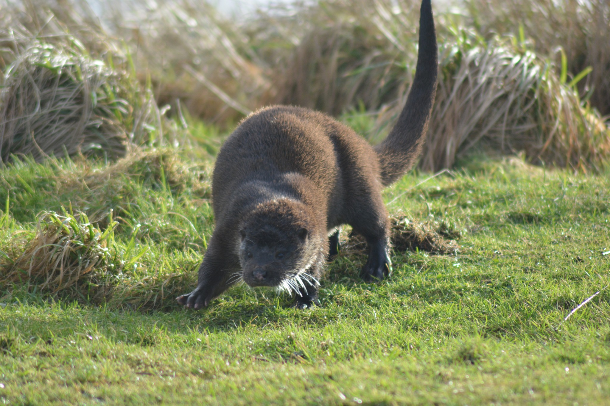 Otter in Orkney - image by Nick Card