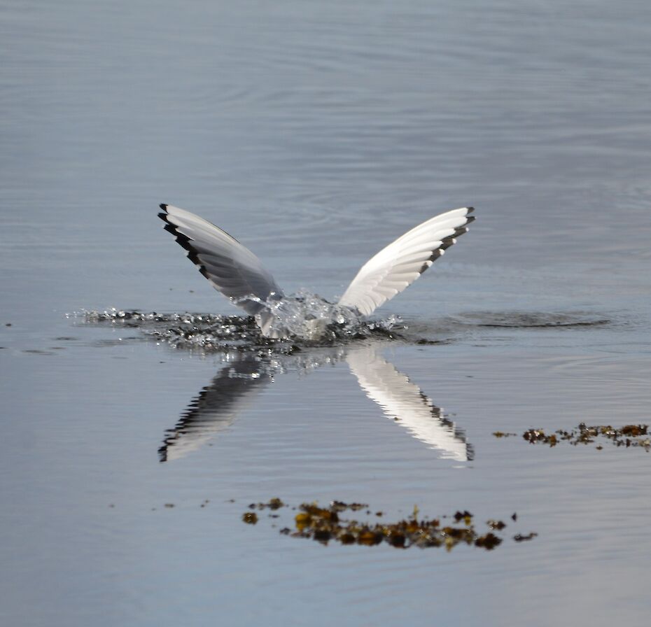 Black-headed gull diving - image by Nick Card