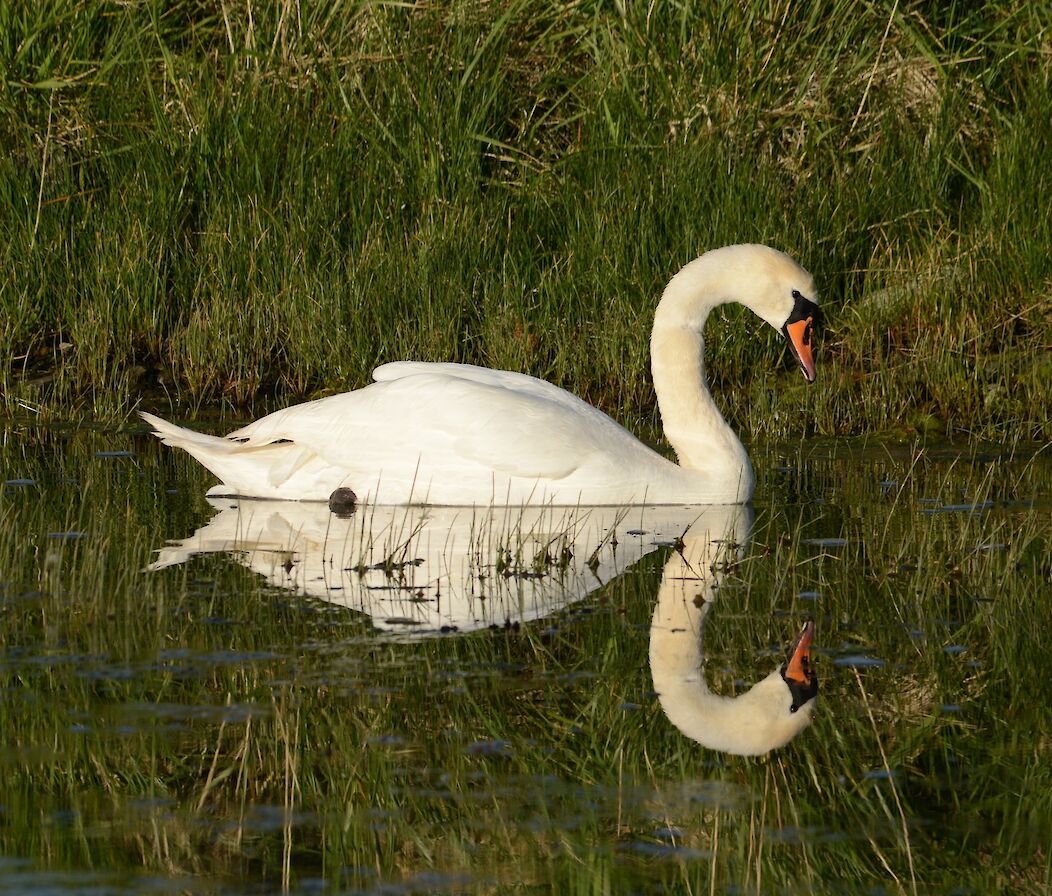 Swan in the Stenness Loch - image by Nick Card