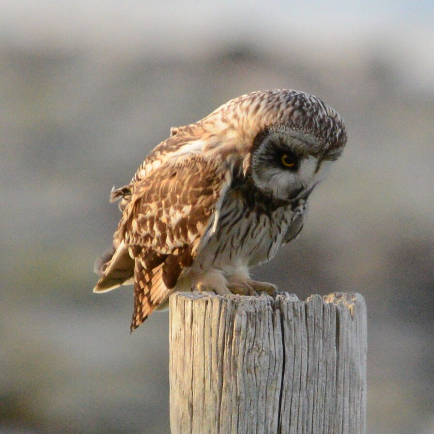 Short-eared owl, Orkney - image by Nick Card