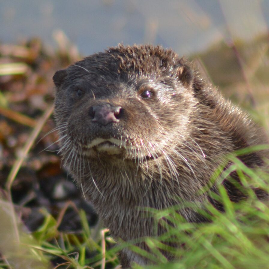 Pinkie the otter, Stenness Loch - image by Nick Card