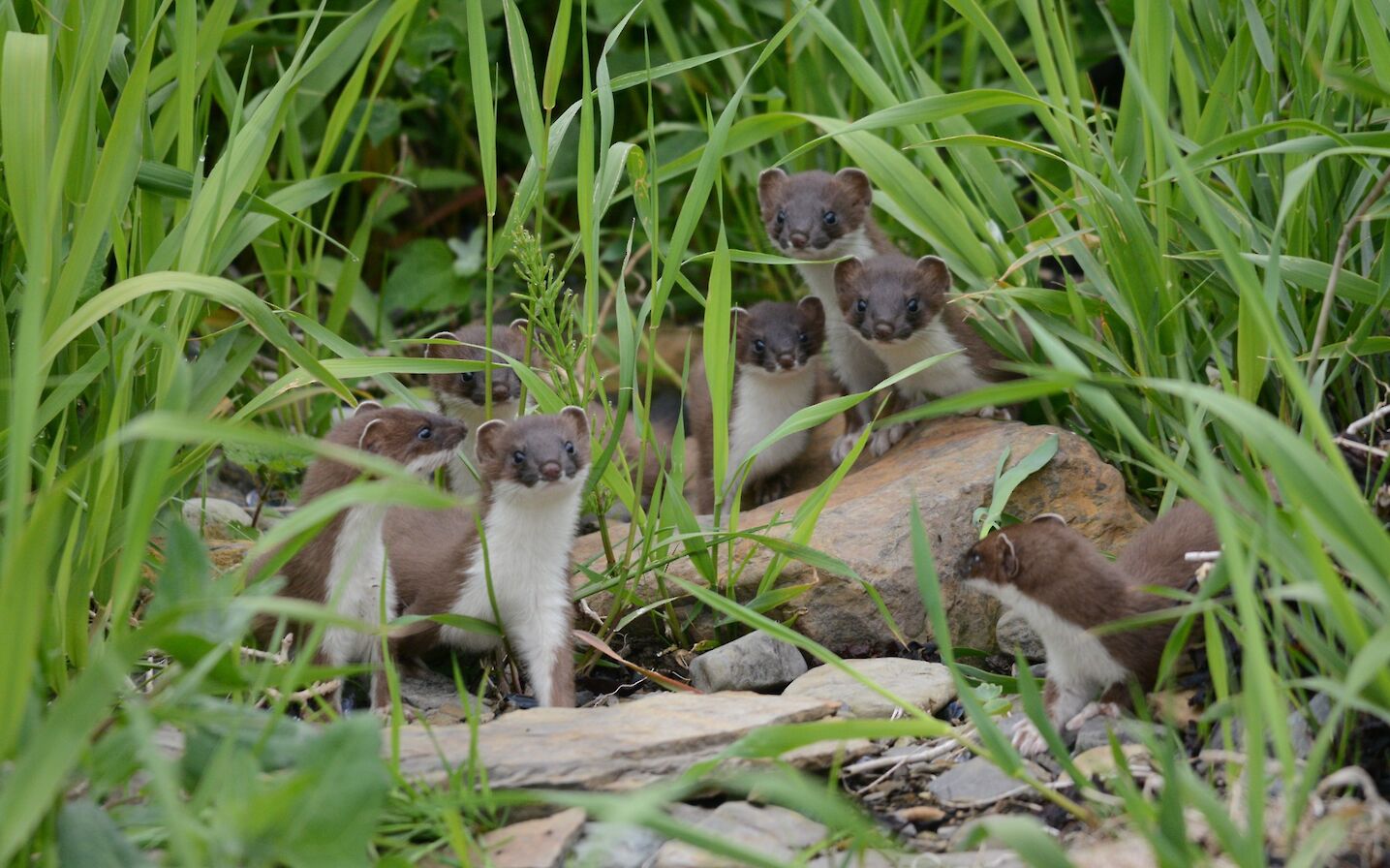 Stoat family in Orkney - image by Nick Card