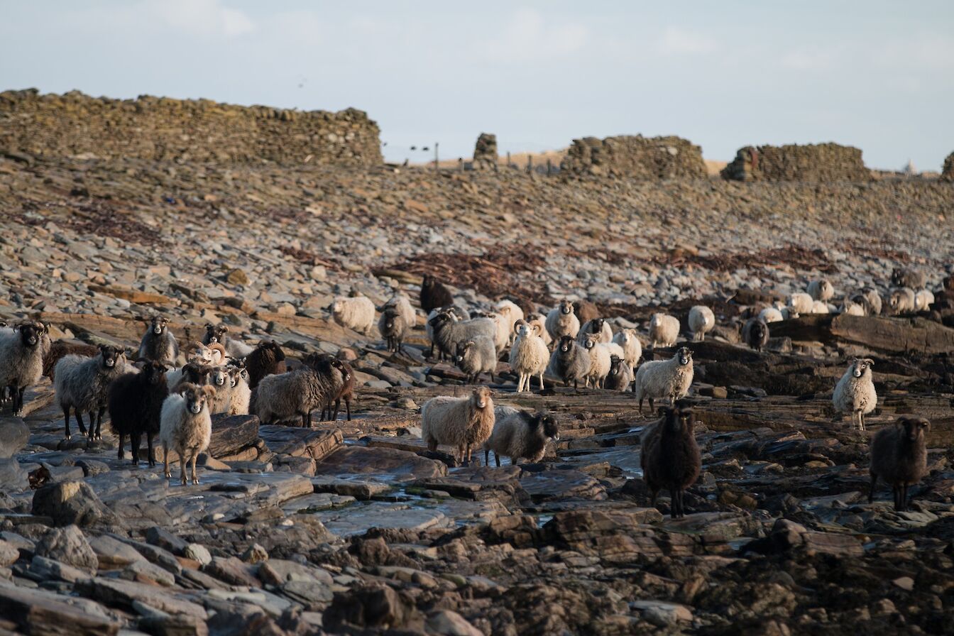 The North Ronaldsay Sheep Dyke, Orkney