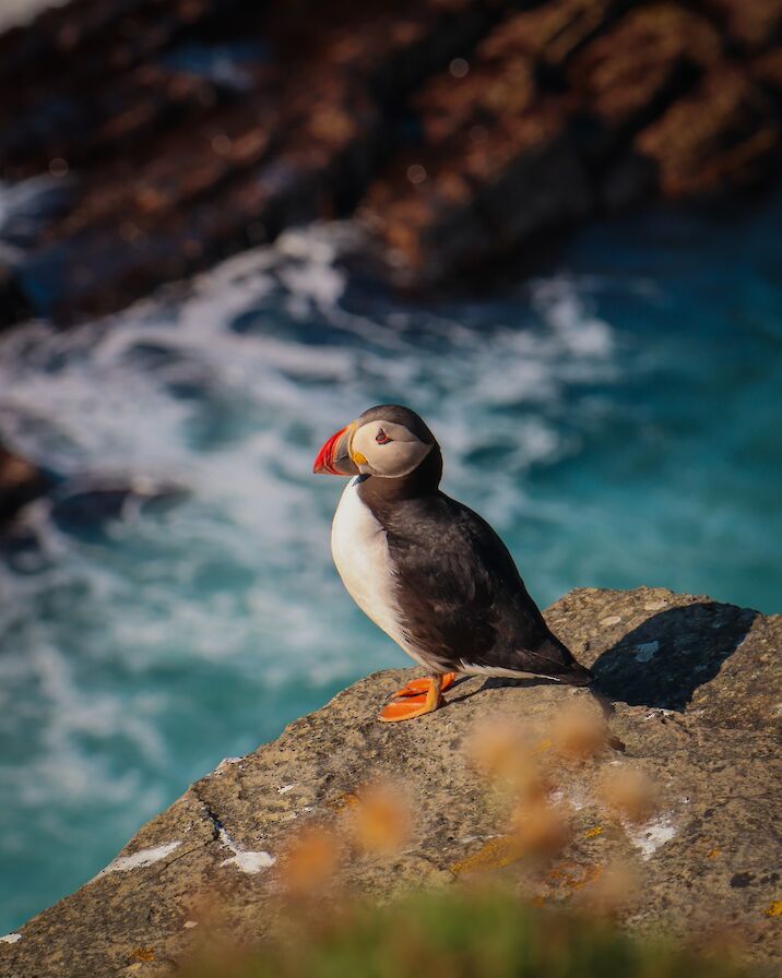 Puffin in Orkney - image by Rachel Eunson