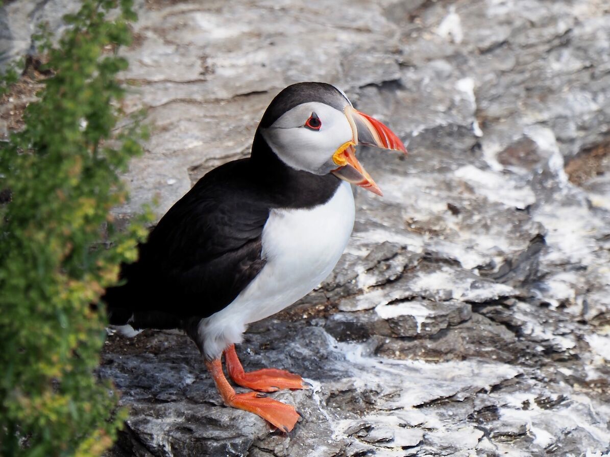 Puffin in Orkney - image by Alan Mackinnon