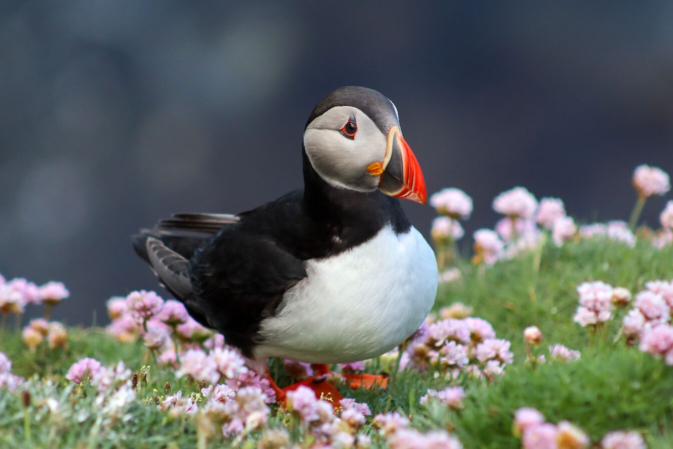 Puffin in Orkney - image by Jenna Harper