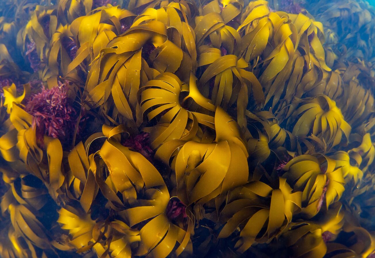 Kelp at Yesnaby - image by Raymond Besant