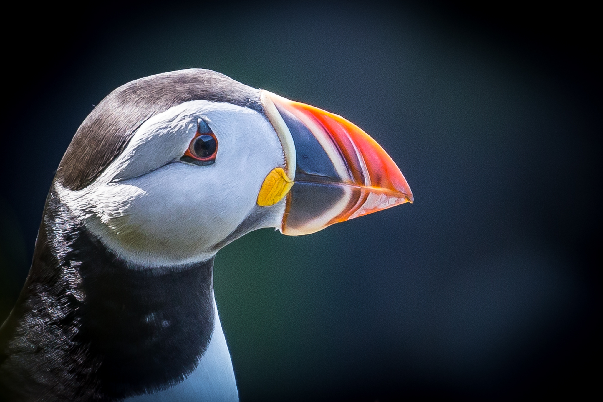 Puffin in Orkney - image by Dawn Underhill
