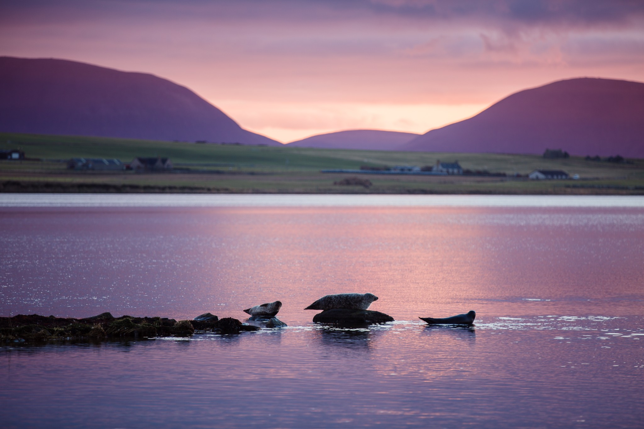 Seals at the Stenness Loch, Orkney