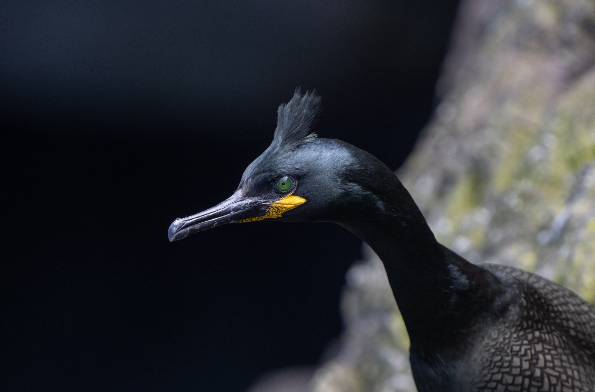 Shag in Orkney - image by Raymond Besant