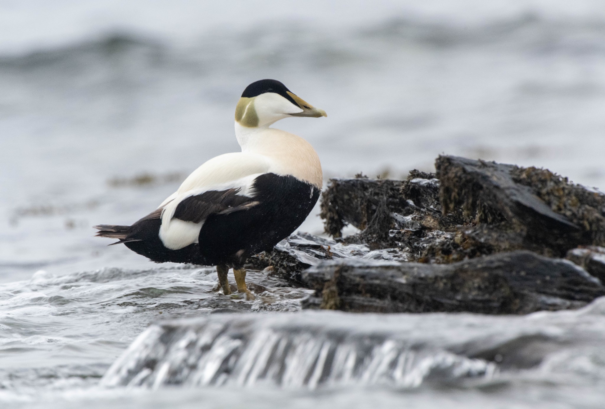 Eider duck in Orkney - image by Raymond Besant