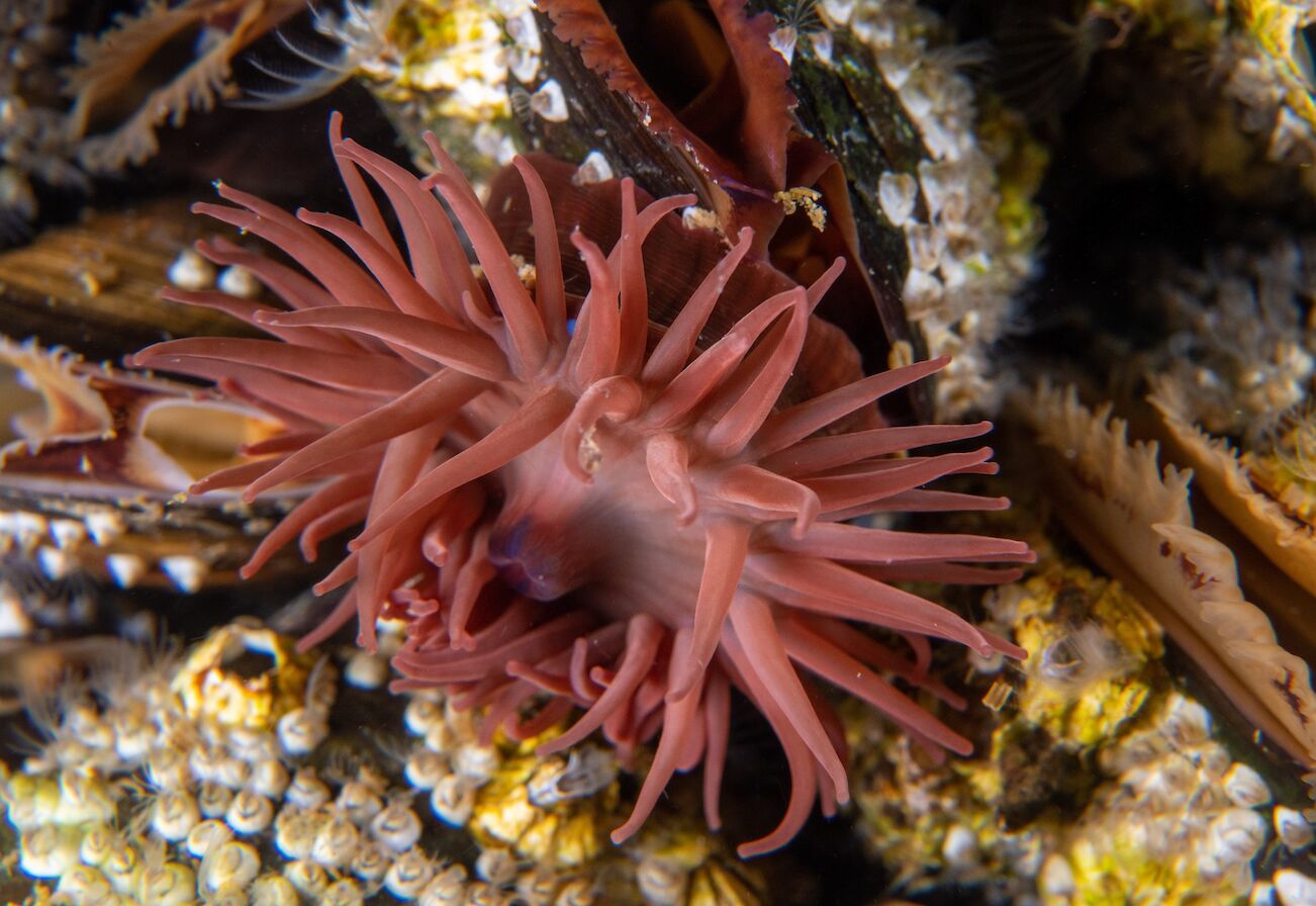 Beadlet anemone - image by Raymond Besant