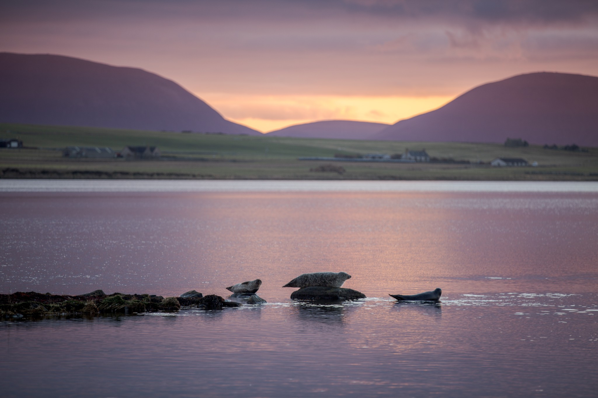 Seals in Stenness Loch, Orkney