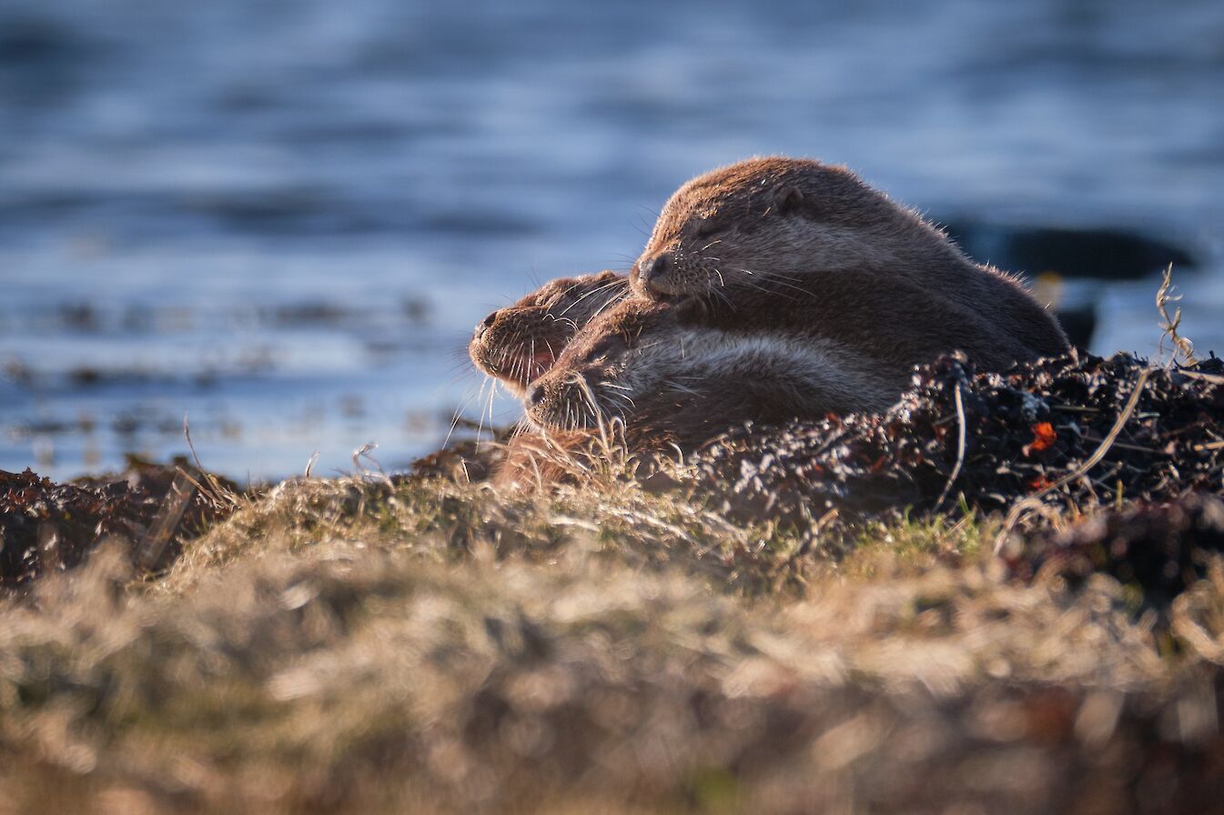 Otters in Stenness Loch, Orkney - image by John Stoddard