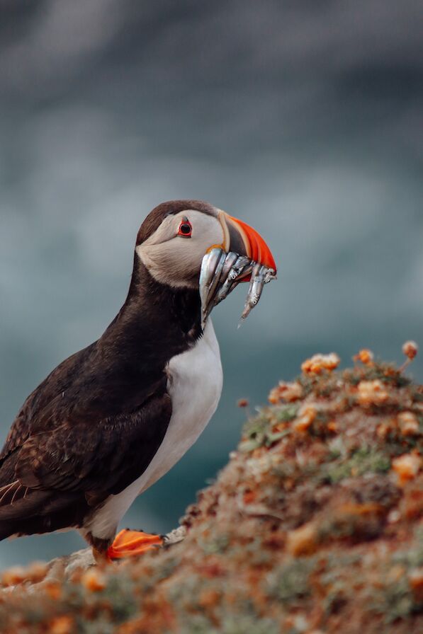 Puffin, Orkney - image by Laura Cogle