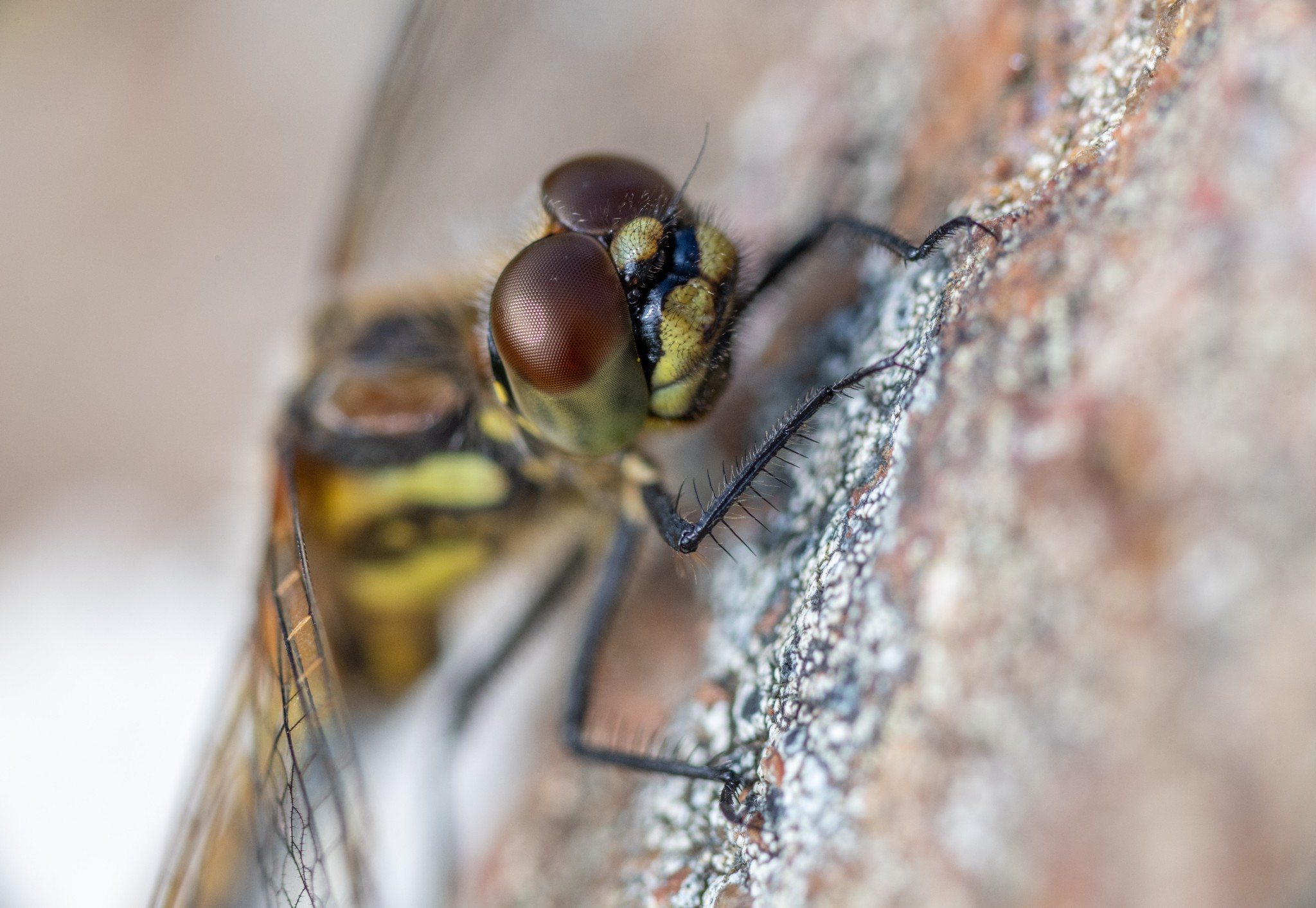 Black darter dragonfly - image by Raymond Besant
