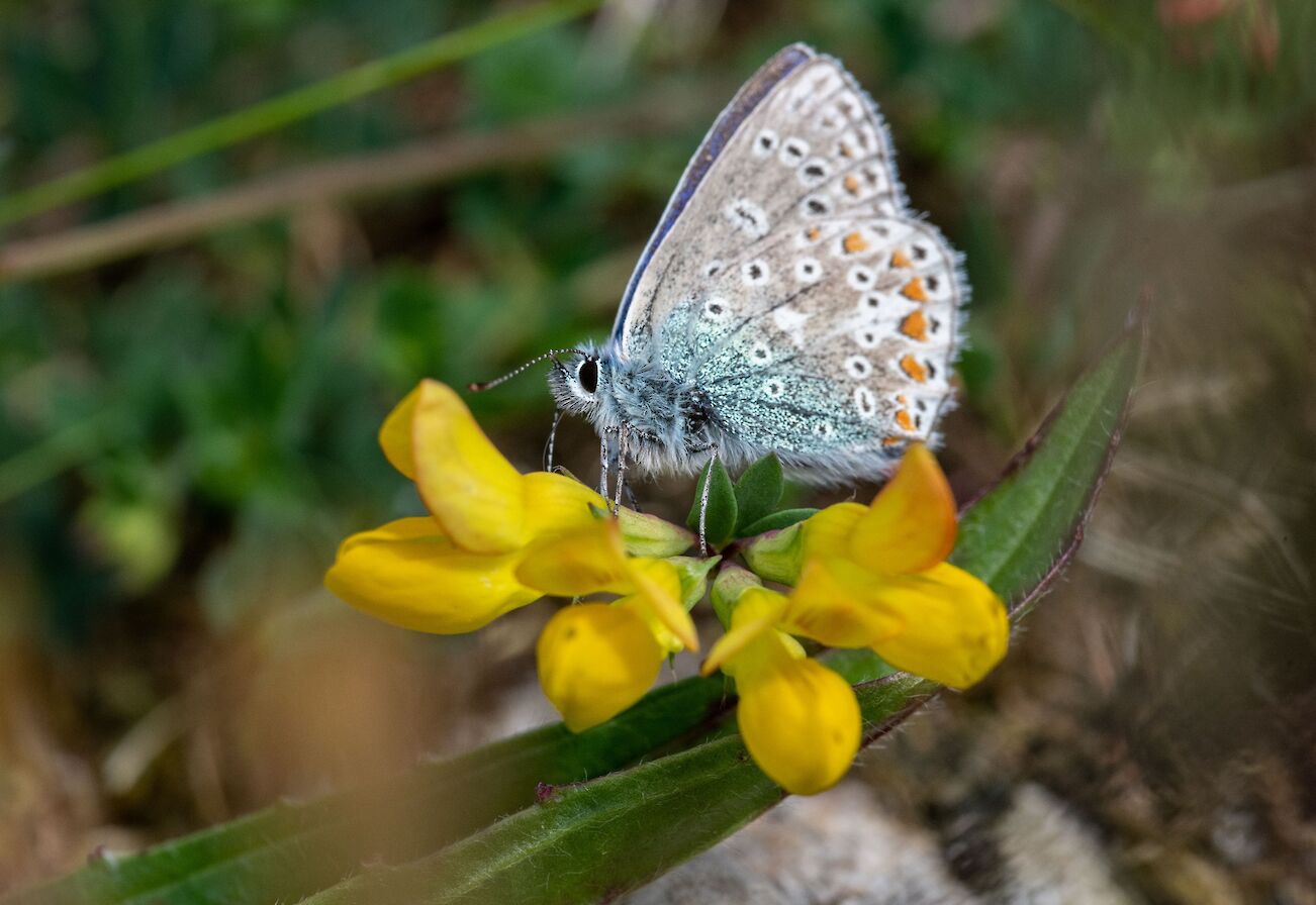 Common blue butterfly - image by Raymond Besant