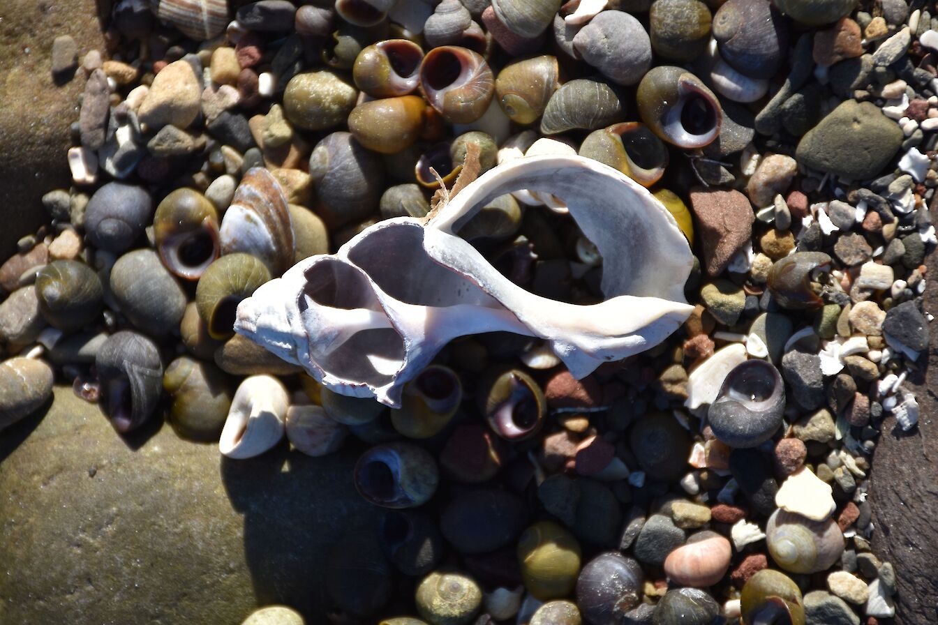 Shells on the shore, Orkney - image by Leslie Burgher
