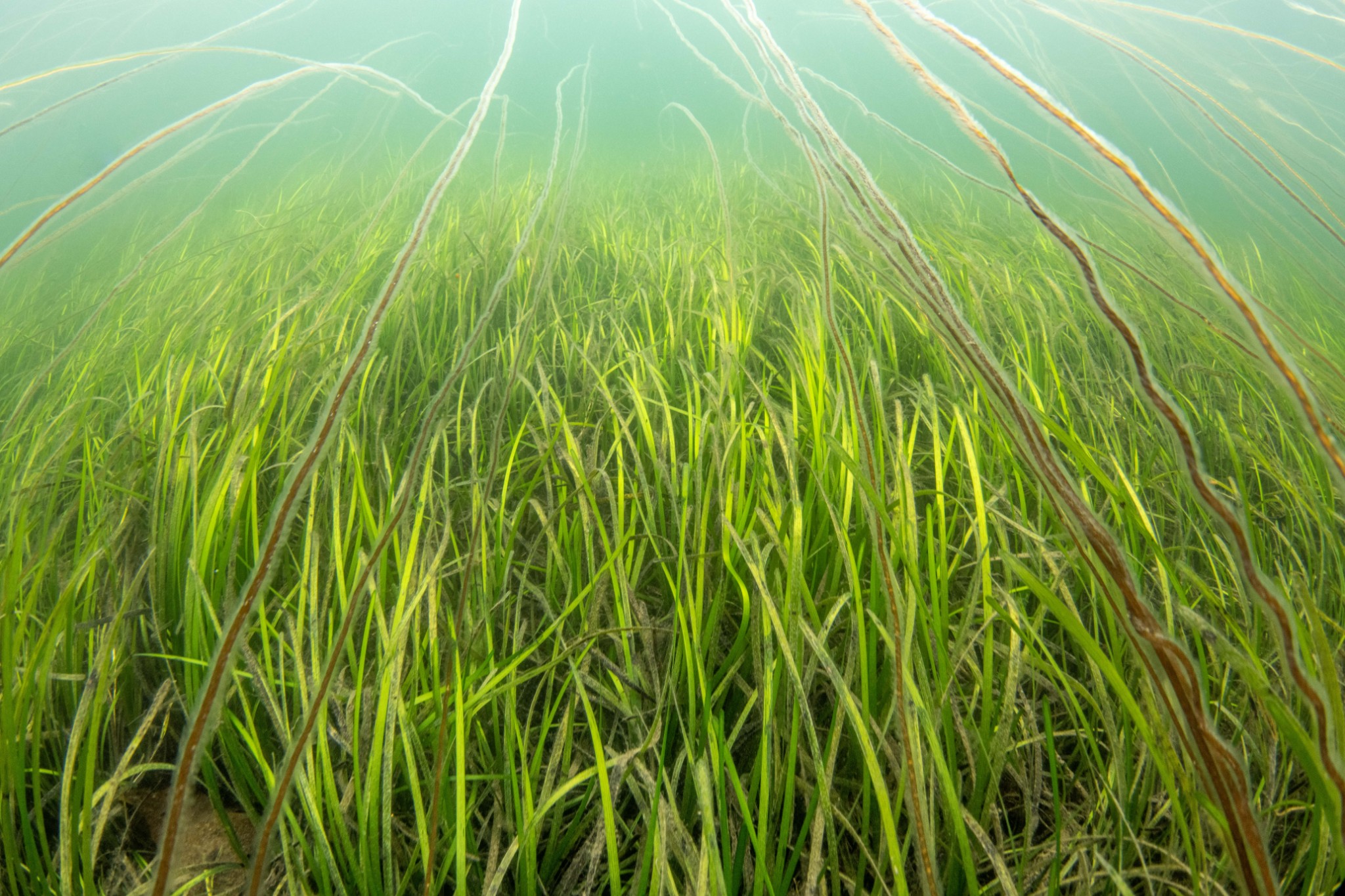Seagrass in Orkney - images by Raymond Besant