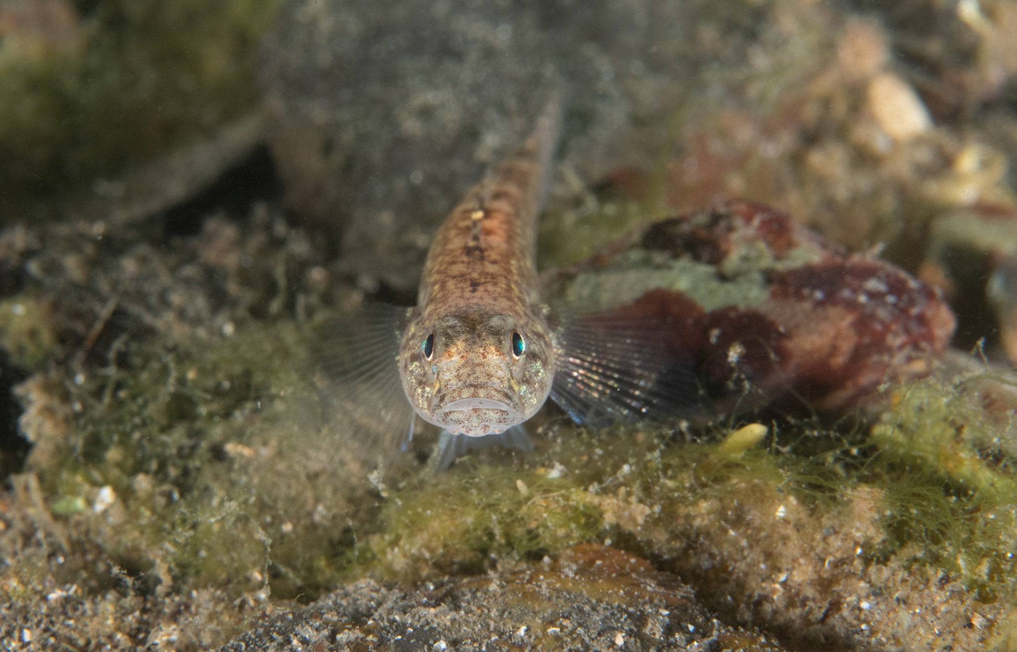 Goby - image by Raymond Besant