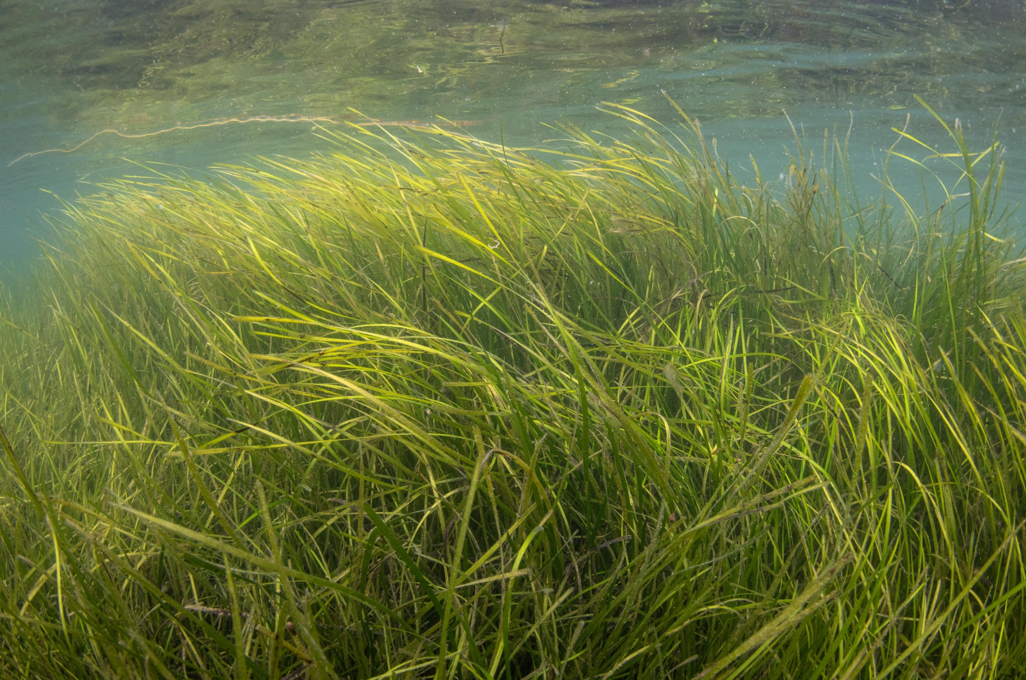 Seagrass in Orkney - image by Raymond Besant