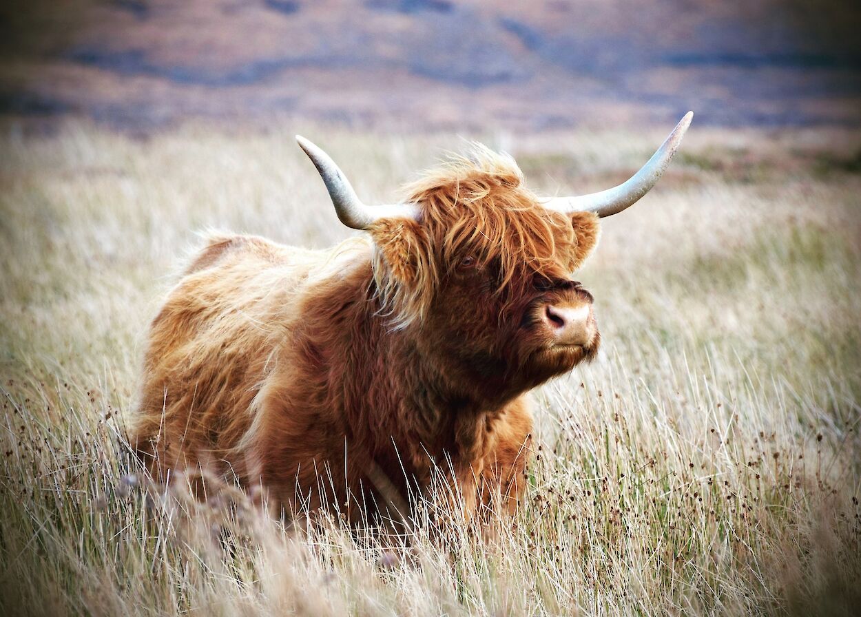 Highland cow in Orkney - image by Mandy Sykes