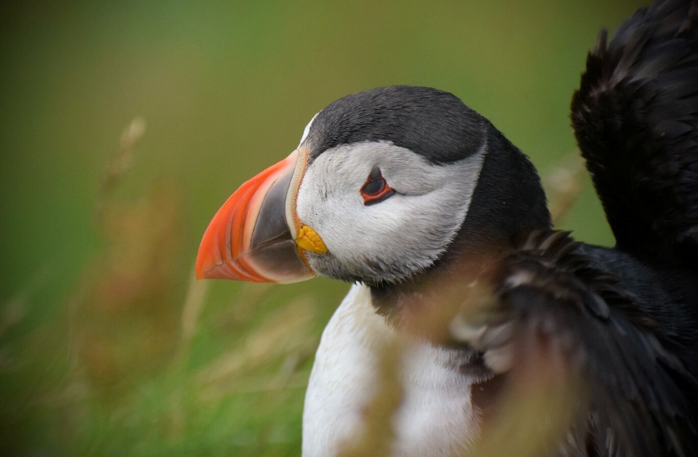 Puffin in Orkney - image by Mandy Sykes