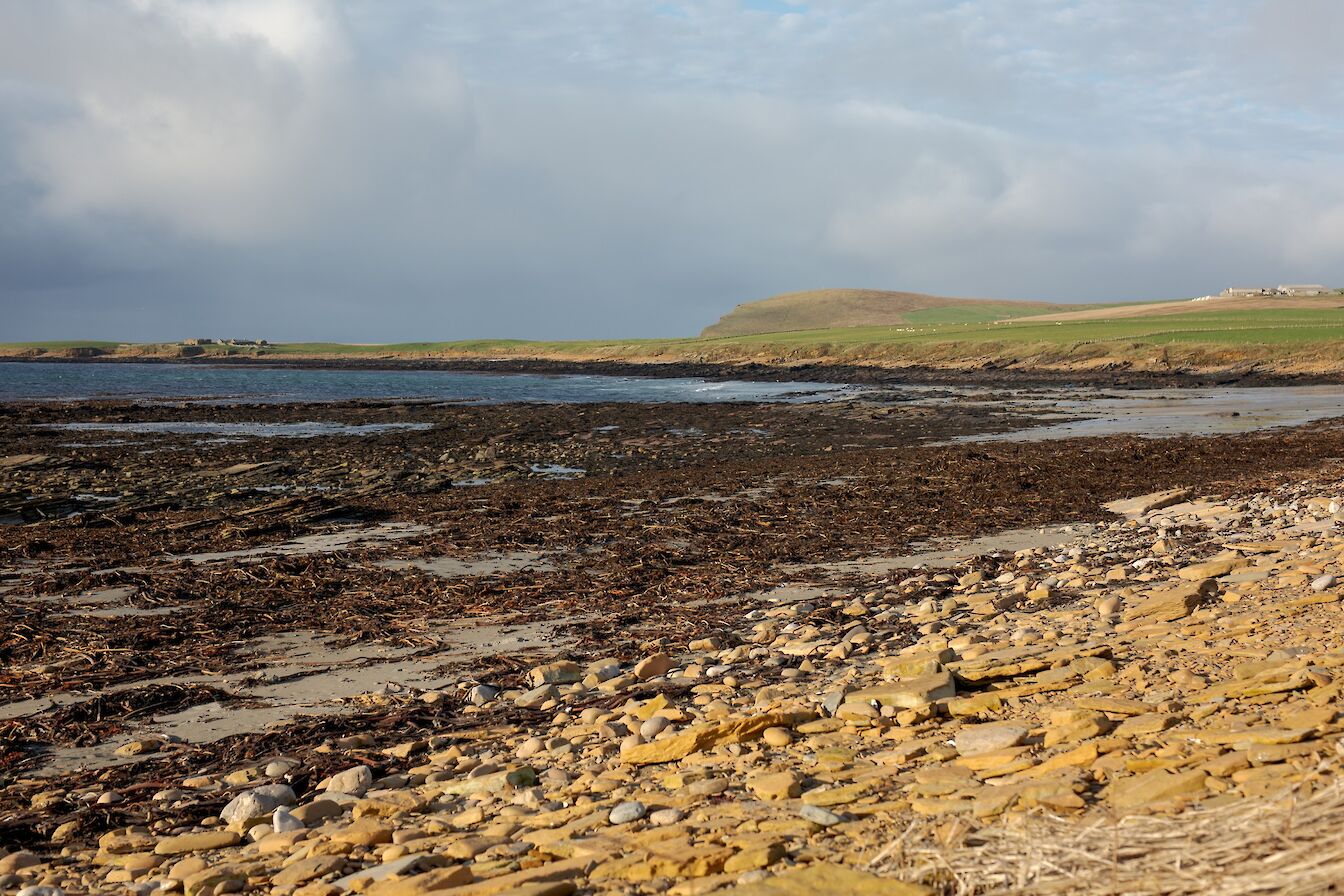 Kelp gathered on Warebeth beach, Orkney