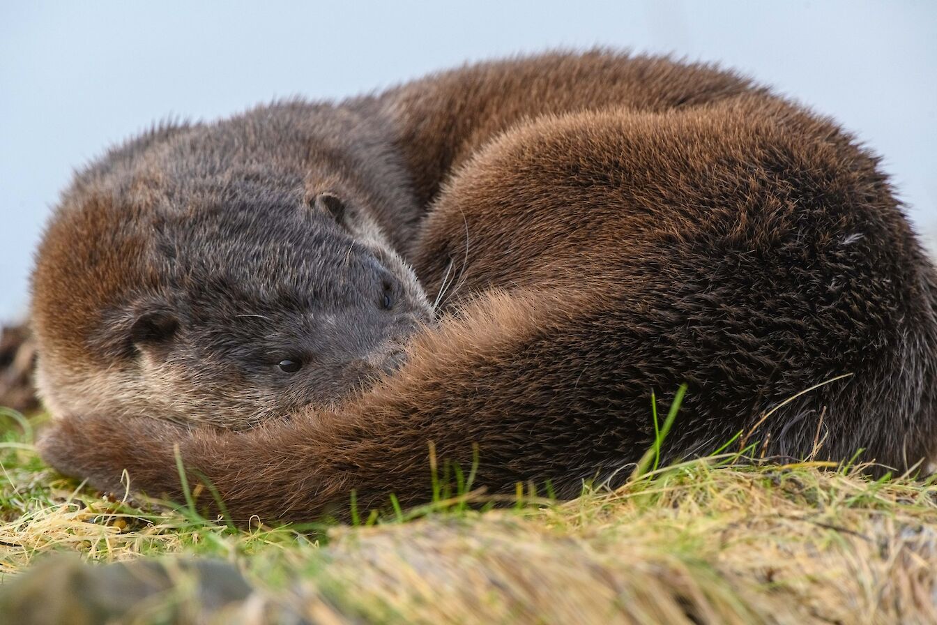 Otter at Stenness Loch, Orkney - image by Raymond Besant