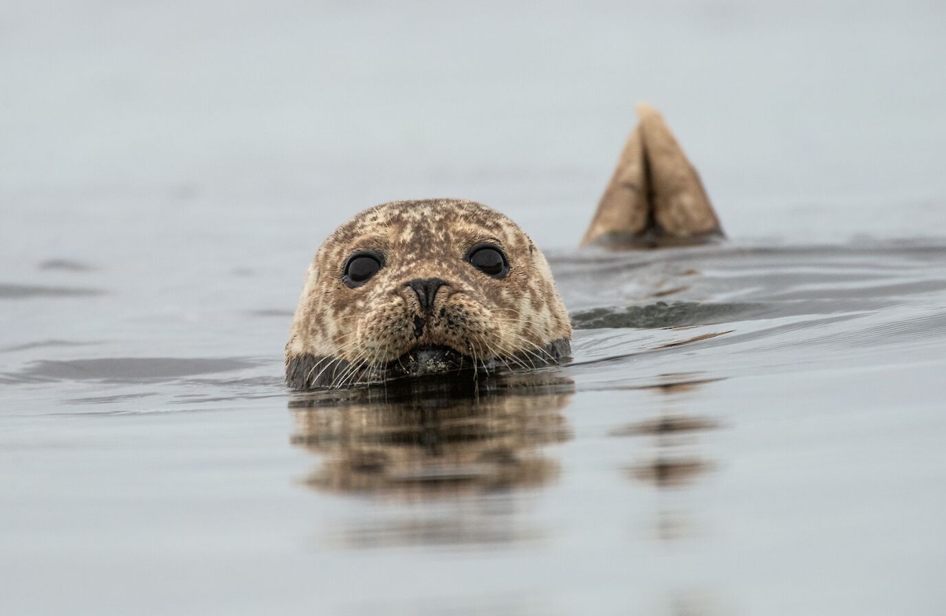 Harbour seal in Orkney - image by Raymond Besant