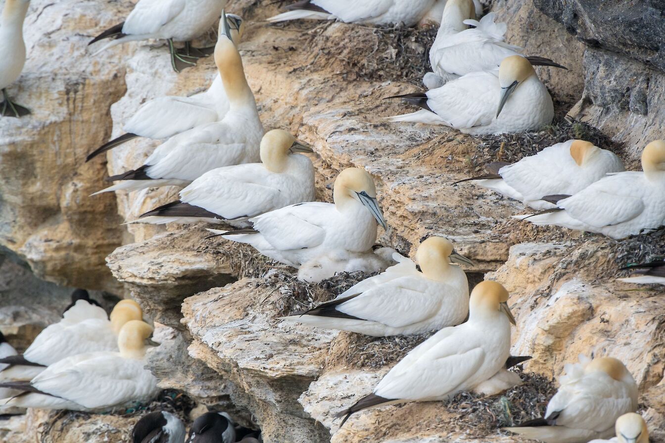 Gannets at Noup Head in Westray, Orkney - image by Raymond Besant