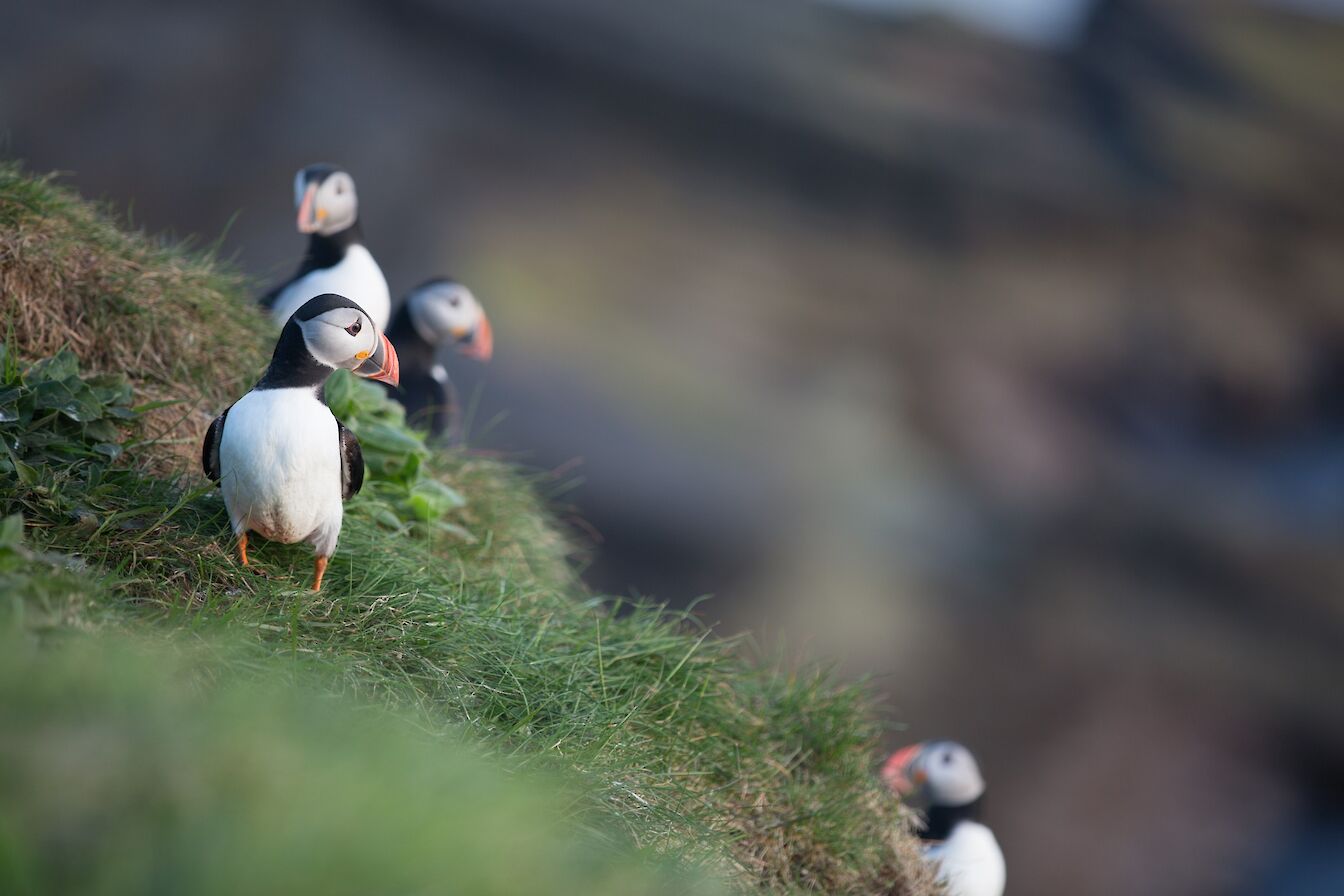 Puffins in Westray, Orkney