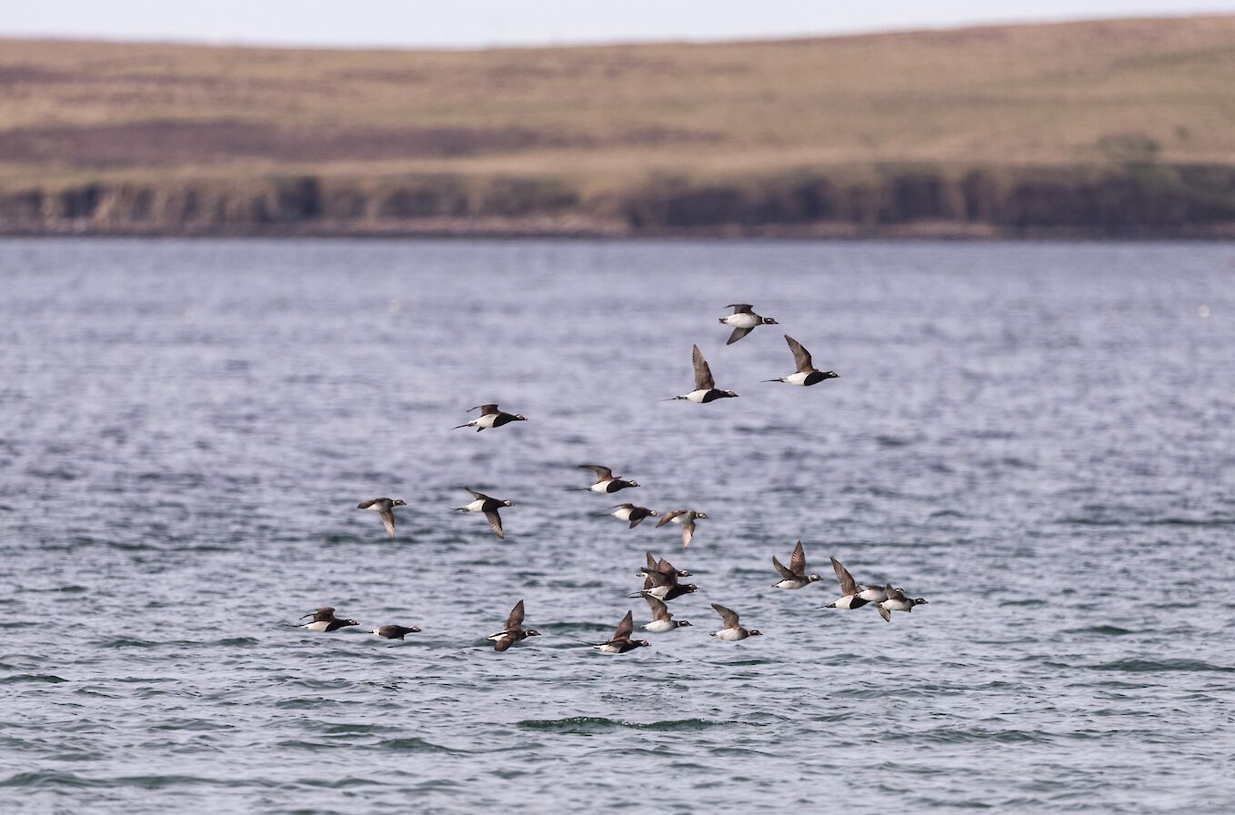 Long-tailed ducks in Scapa Flow, Orkney - image by Raymond Besant
