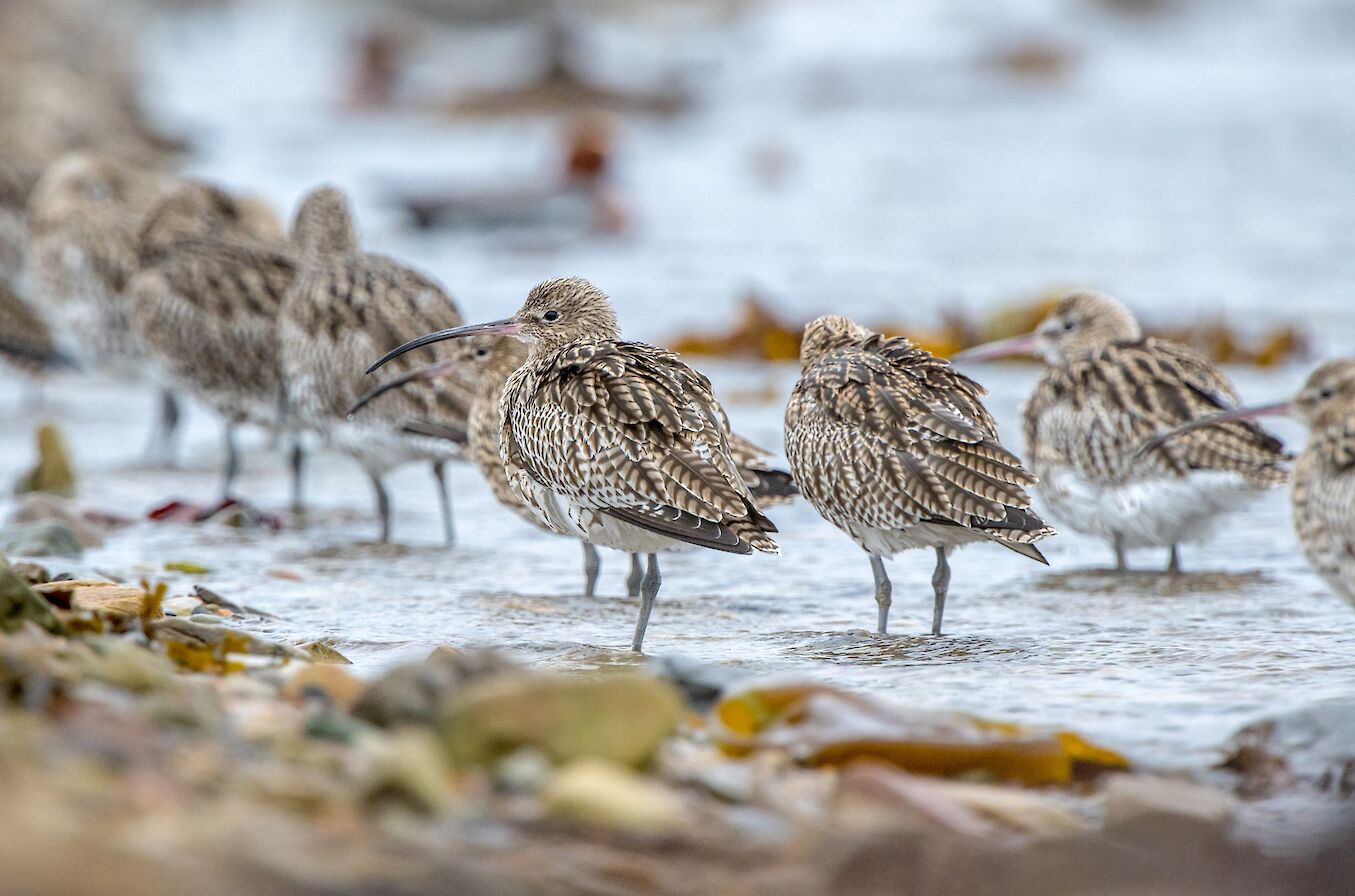 Curlews in Orkney - image by Raymond Besant