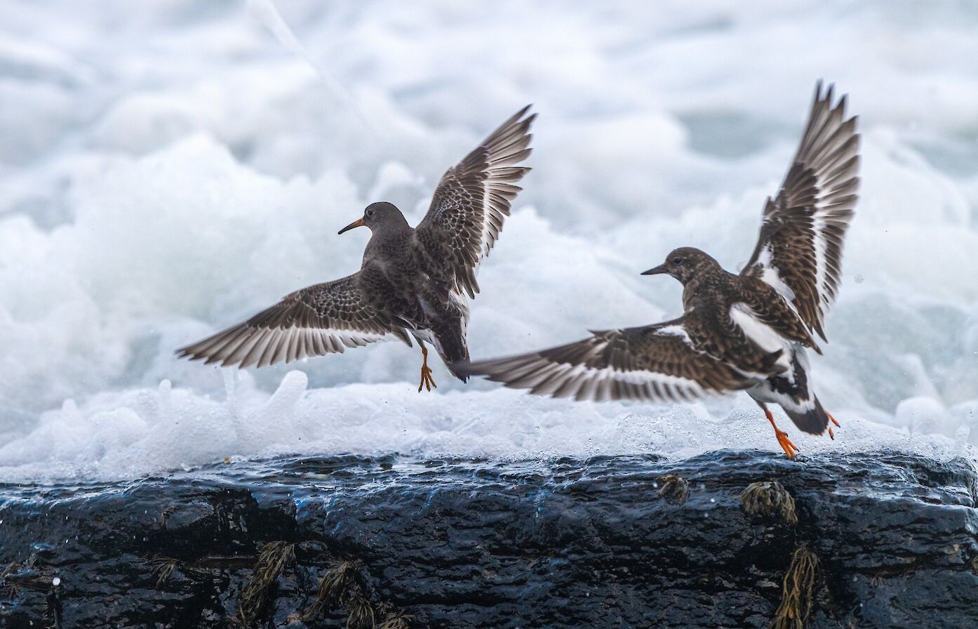 Purple sandpipers in Westray, Orkney - image by Raymond Besant