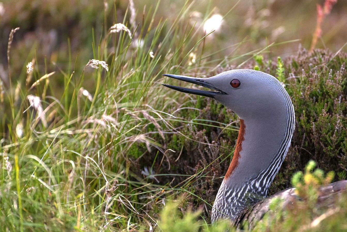 Red-throated diver in Orkney - image by Raymond Besant