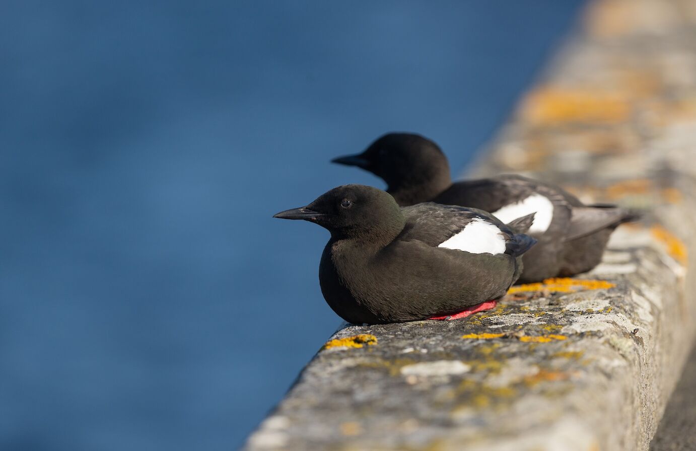 Black guillemots in Stronsay, Orkney - image by Raymond Besant