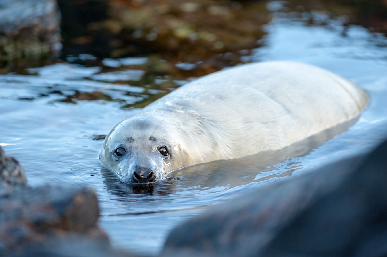 Grey seal pup in Orkney - image by Raymond Besant