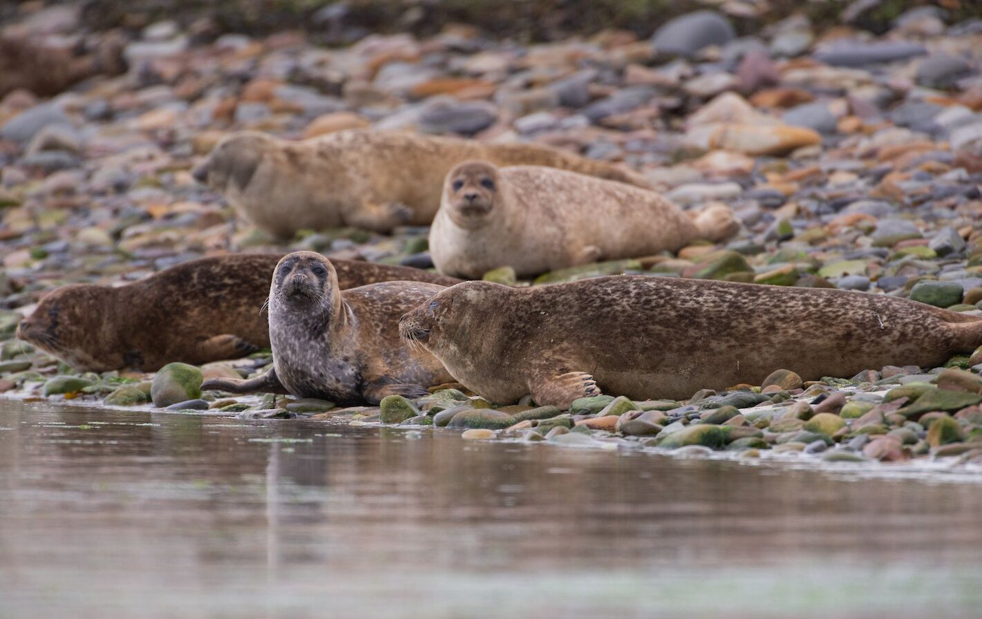 Harbour seals in Orkney - image by Raymond Besant