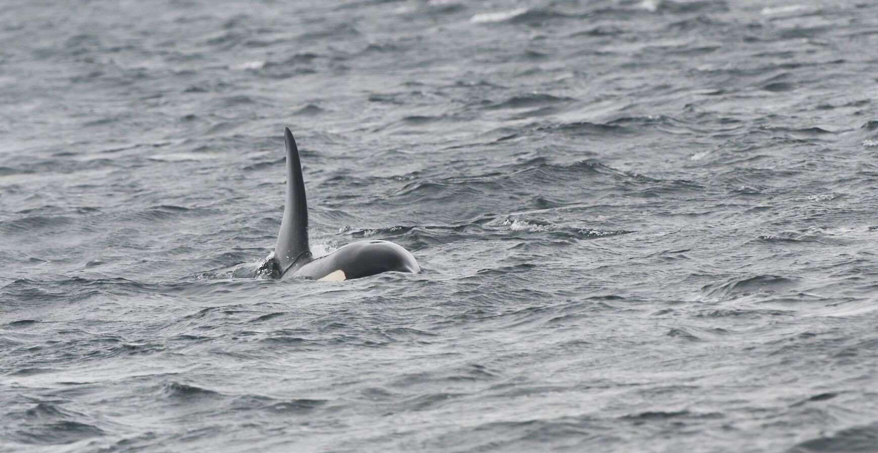 Orca in Orkney waters - image by Raymond Besant