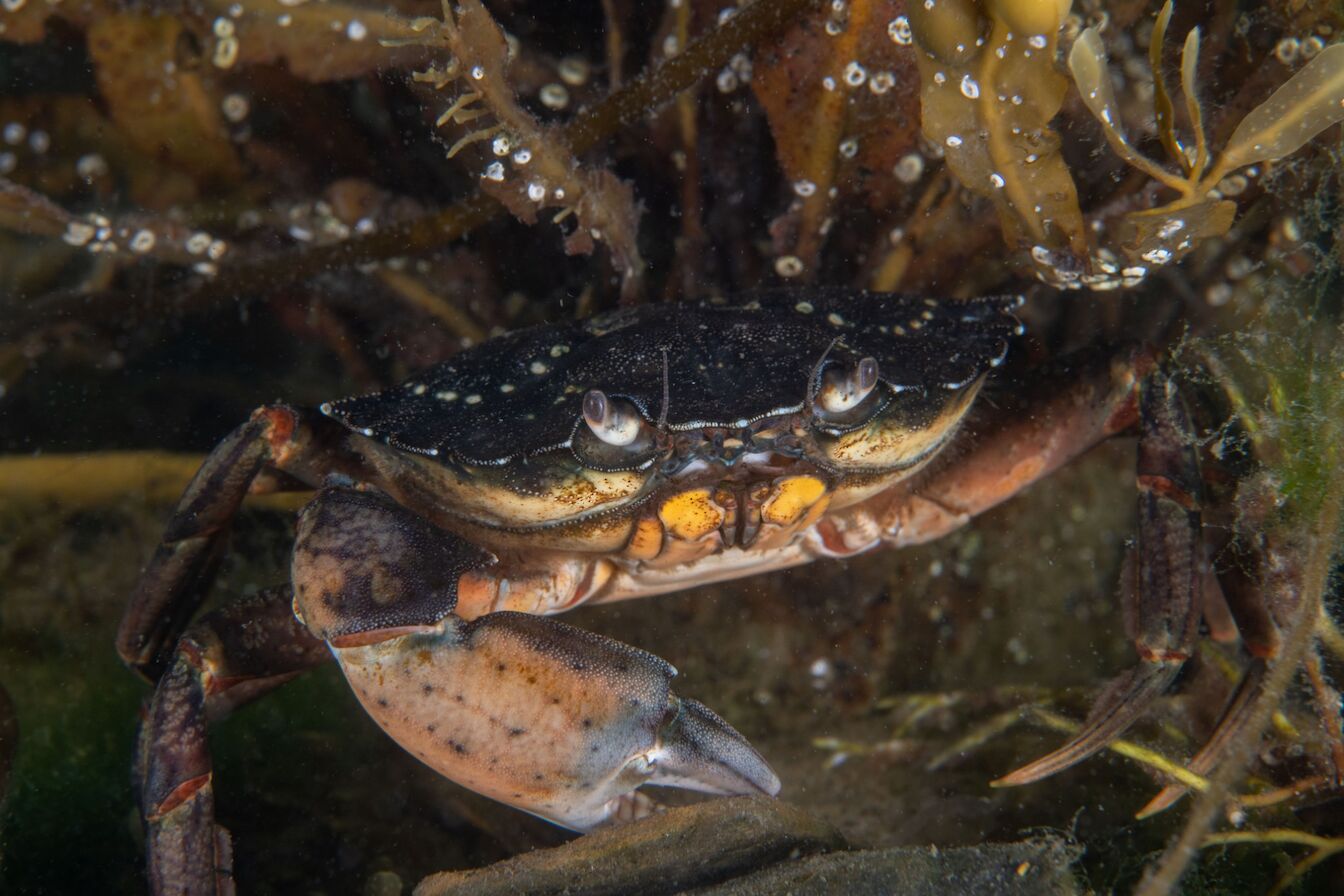 Shore crab in Orkney - image by Raymond Besant