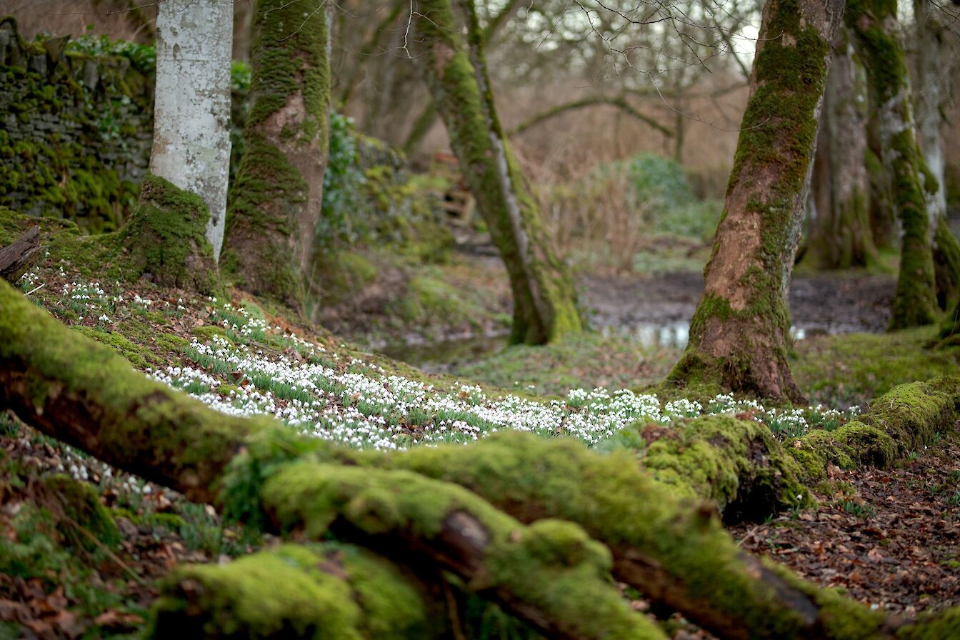 Snowdrops in Binscarth Wood, Orkney - image by Raymond Besant
